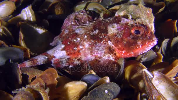 Bright red Black scorpionfish on the shell bottom. — Stock Video