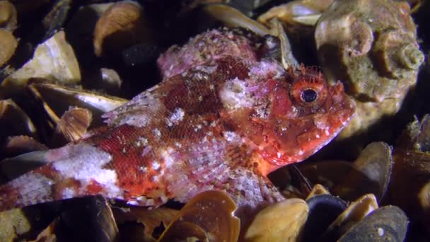 Bright red Black scorpionfish on the shell bottom. — Stock Video