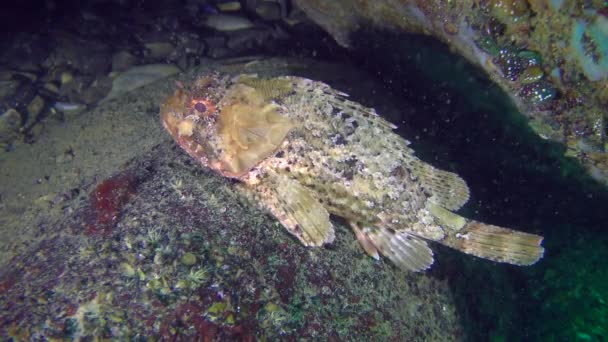 黑色蚰鱼 (Scorpaena porcus) 在一块石头上. — 图库视频影像