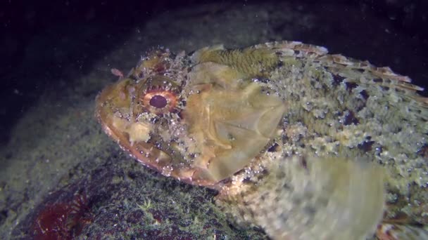 Prikkeldraad zwarte scorpionfish (Scorpaena porcus) op een steen. — Stockvideo