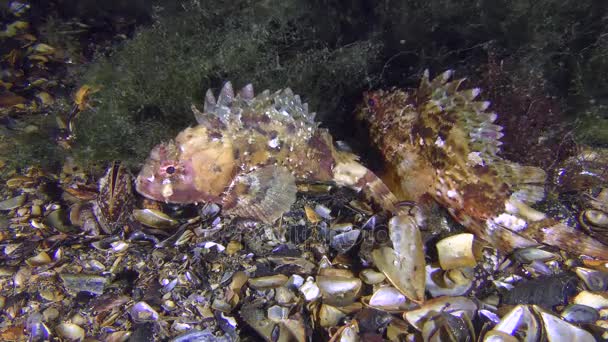 Две черные скорпионки (Scorpaena porcus) рядом с водорослями . — стоковое видео