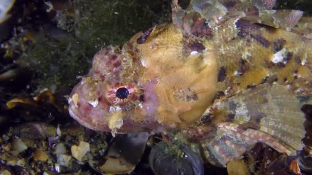 Zwarte scorpionfish roze-gele verkleuring. — Stockvideo