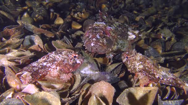 Groep van zwarte scorpionfish voordat het kuitschieten. — Stockvideo