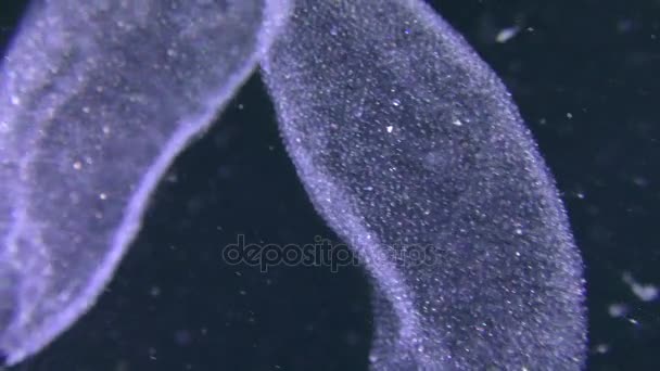 Caviar de pez escorpión negro (Scorpaena porcus ). — Vídeo de stock