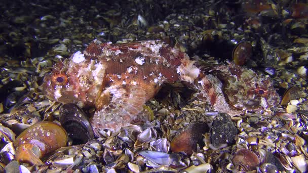 Mannelijke en vrouwelijke zwarte scorpionfish voordat het kuitschieten. — Stockvideo