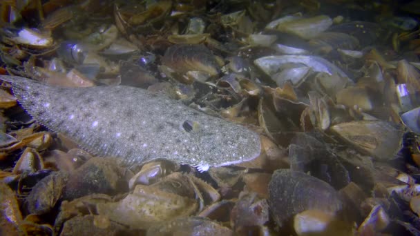 Semelle de sable (Pegusa lascaris) ) — Video