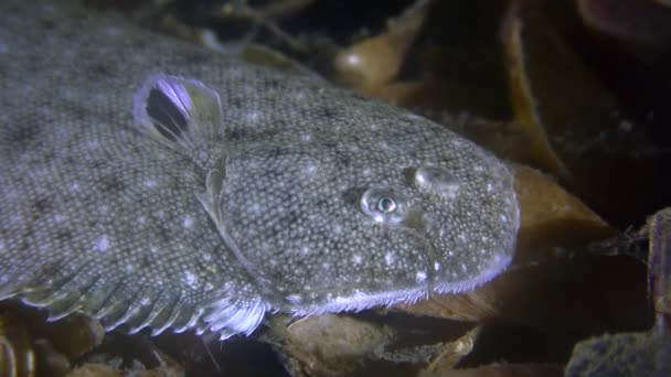 Sand sole (Pegusa lascaris), porträtt. — Stockvideo