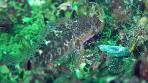 Roztomilý ryb Zvonimir blenny. — Stock video
