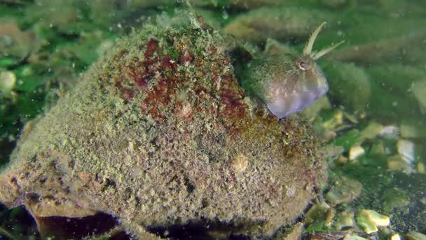 Fortpflanzung der Tentakelblume (parabennius tentacularis)). — Stockvideo