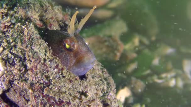 Reproduction of Tentacled blenny (Parabennius tentacularis). — Stock Video