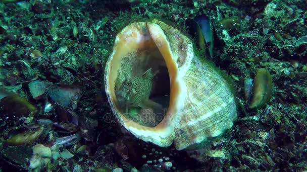 Fortpflanzung der Tentakelblume (parabennius tentacularis)). — Stockvideo