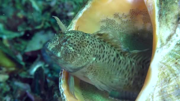 Rozmnožování chapadly blenny (Parabennius tentacularis). — Stock video