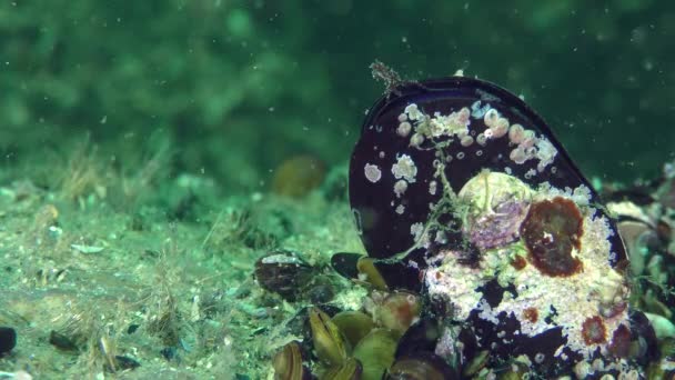 Reprodução de Tentacled blenny (Parabennius tentacularis ). — Vídeo de Stock