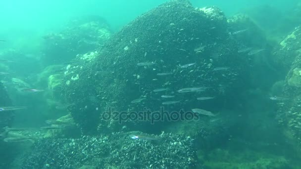 Caça-peixe Cheiro de areia em grande escala (Atherina boyeri ). — Vídeo de Stock