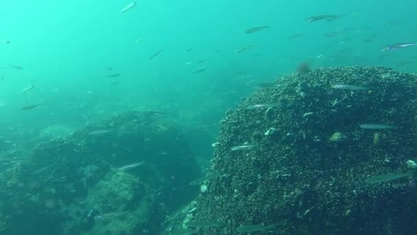 Obchodně lovených populací ryb velké rozsahu písek atlantské (Atherina boyeri). — Stock video