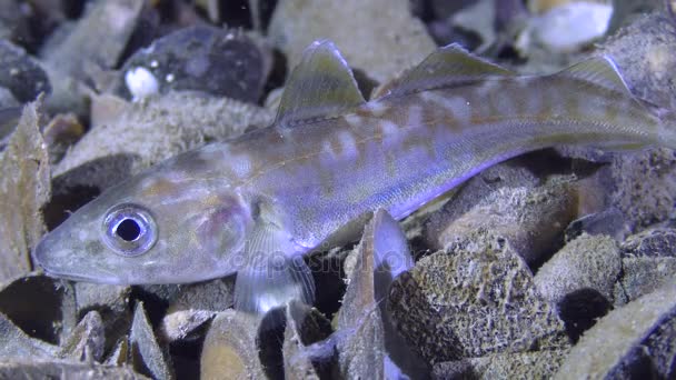 Wildfisch Wittling (merlangius merlangus)). — Stockvideo