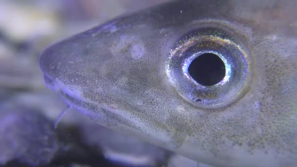 Ojo de pescado merlán (Merlangius merlangus ). — Vídeo de stock