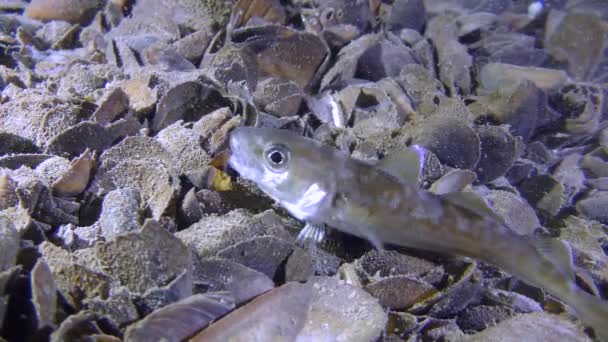 Ädelfisk vitling (Merlangius merlangus), utfodring. — Stockvideo