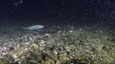 Oyun-balık besleme istavrit (Trachurus mediterraneus),.