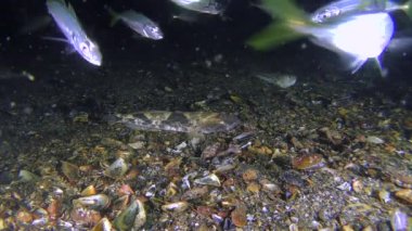 Oyun-balık besleme istavrit (Trachurus mediterraneus),.