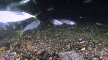 Oyun-balık istavrit (Trachurus mediterraneus), yiyor.