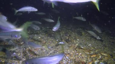 Balıkçılık: istavrit (Trachurus mediterraneus), yiyor.