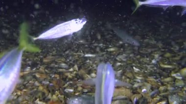 Ticari balıkçılık: istavrit (Trachurus mediterraneus).