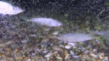 Oyun-balık istavrit (Trachurus mediterraneus), yemek.