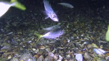 Balıkçılık: istavrit (Trachurus mediterraneus), yemek.