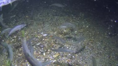 Ticari balıkçılık: istavrit (Trachurus mediterraneus).