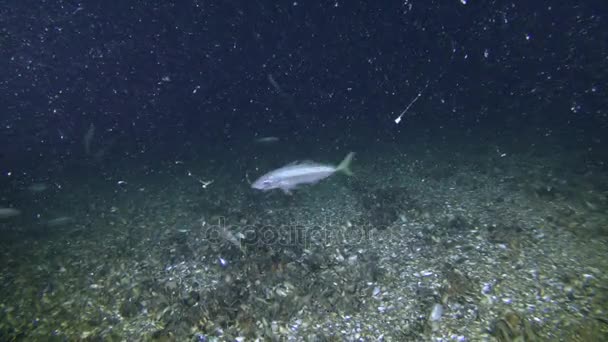 Mediterranean horse mackerel (Trachurus mediterraneus), feeding. — Stock Video