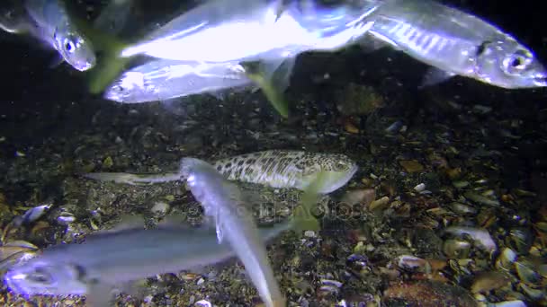 更大的鲈鱼狩猎地中海竹荚鱼. — 图库视频影像