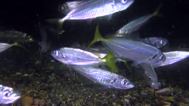 Středomořské kranase (Trachurus mediterraneus), jí. — Stock video