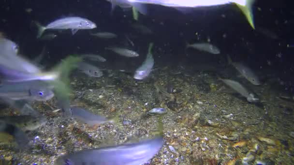 Rybolovu: kranase (Trachurus mediterraneus), jí. — Stock video