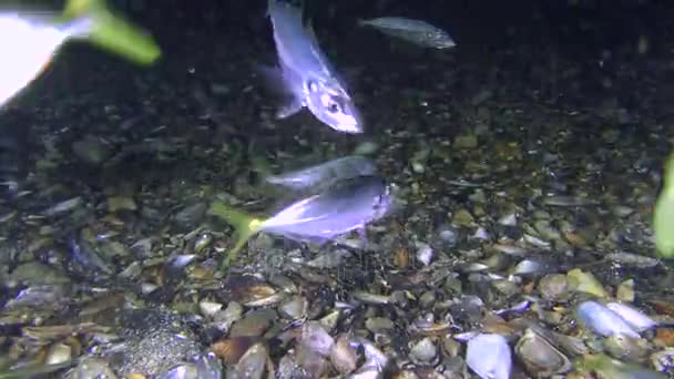 Fiske: taggmakrill (Trachurus mediterraneus), mat. — Stockvideo