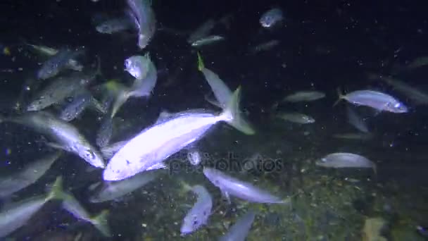 Ädelfisk taggmakrill (Trachurus mediterraneus), utfodring. — Stockvideo