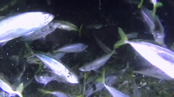 Perikanan: mackerel kuda (Trachurus mediterraneus), makanan . — Stok Video