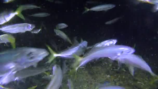 Spel-vis horsmakreel (Trachurus mediterraneus), voeding. — Stockvideo