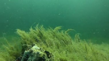 Sualtı manzara: yeşil algler (Cladophora sp.) Sığ sularda