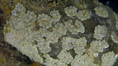 Koloni ascidian altın yıldız Tunicate Ssilhouette