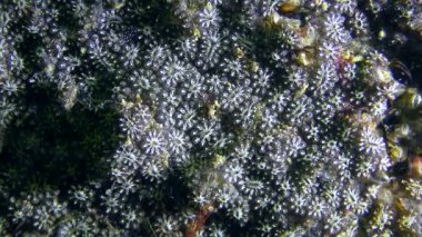 Golden Star Tunicate koloninin genel görünümü