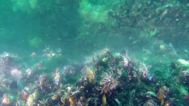 Midye (Mytilus sp.) çoğaltılması, yumuşakçalar salgılar yumurta ve sperm.