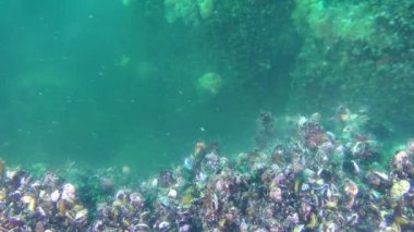 Midye (Mytilus sp.), yumurta ve sperm çoğaltılması bir bulut üzerinde alt formu.
