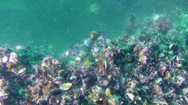Midye (Mytilus sp.) çoğaltılması, yumuşakçalar salgılar yumurta ve sperm.