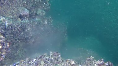 Midye (Mytilus sp.), yumurta ve sperm çoğaltılması bir bulut üzerinde alt formu.
