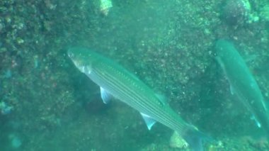 Yumurta ve sperm hücrelerinin midye (Mytilus sp iki balık altın gri kefal (Liza aurata) yiyin.).