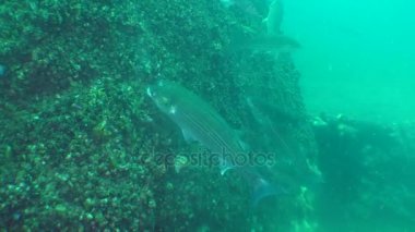 Bir sürü balık altın gri kefal (Liza aurata) midye (Mytilus sp seks ürünleri yiyor.).