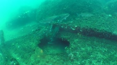 Birkaç balık altın gri kefal (Liza aurata) yiyor yumurta ve sperm hücrelerinin midye (Mytilus sp.).