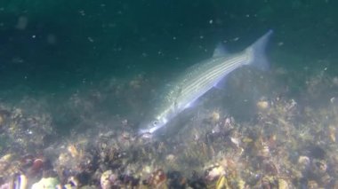 Balık altın gri kefal (Liza aurata) yiyor yumurta ve sperm hücrelerinin midye (Mytilus sp.).