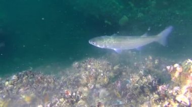 Balık altın gri kefal (Liza aurata) yiyor yumurta ve sperm hücrelerinin midye (Mytilus sp.).